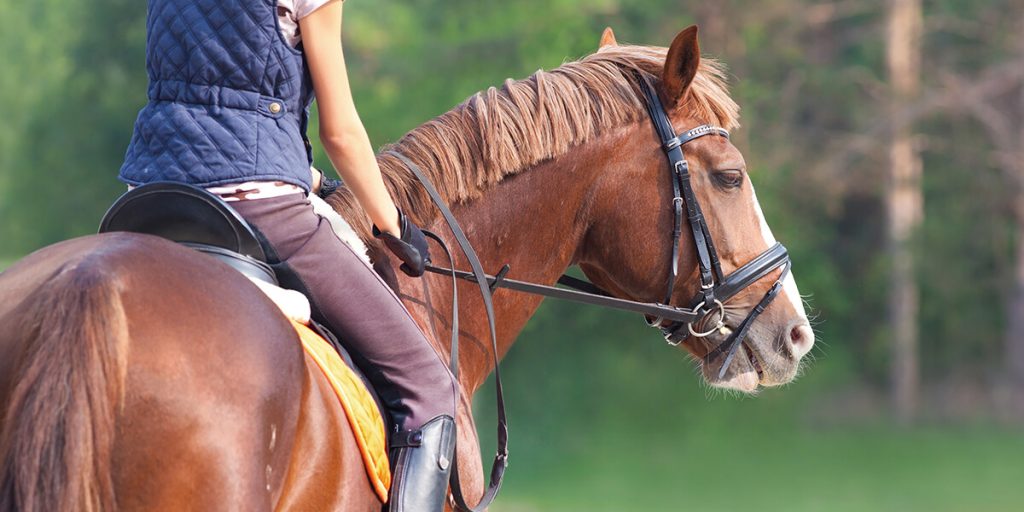 Historical Significance Of Bridle Styles