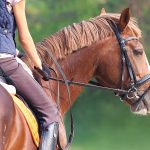 Historical Significance Of Bridle Styles