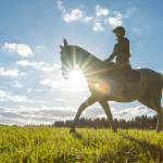 Ancient Horse Breeds And Their Origins