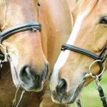 Best Horse Breeds For First-Time Kids