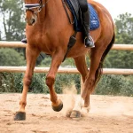 Teaching Grooming To Young Horse Lovers
