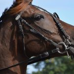 Wood-Burning Designs For Stable Doors