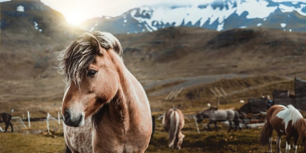 Ancient Horse Grooming Rituals