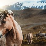 Ancient Horse Grooming Rituals