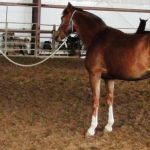 Cultivating Gratitude For Barn Life