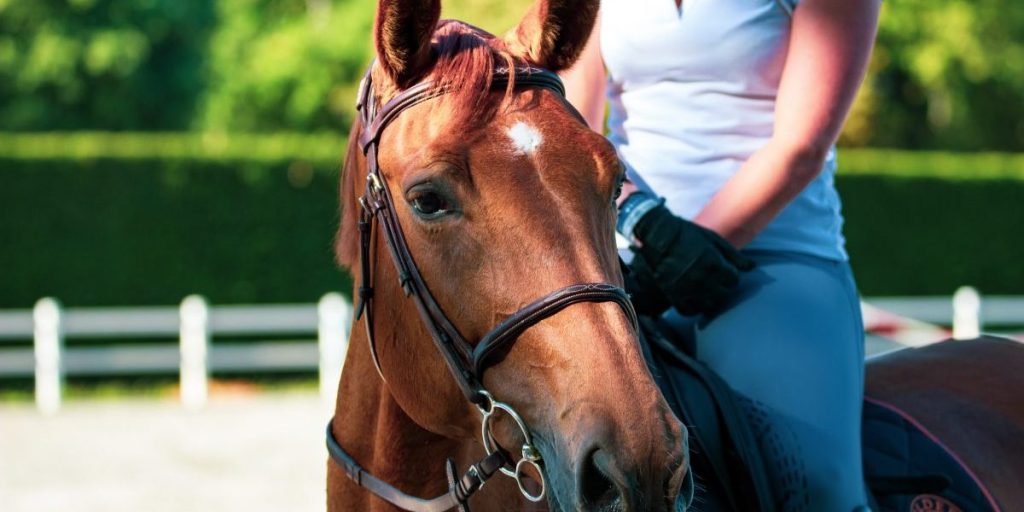Cultural Meanings Of Horse Colors