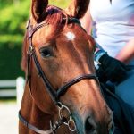 Cultural Meanings Of Horse Colors